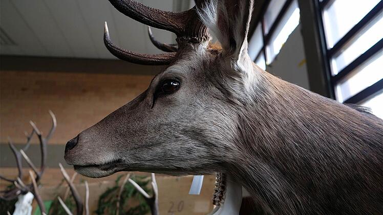 Hegeschau in Thulba  Foto: Schaar