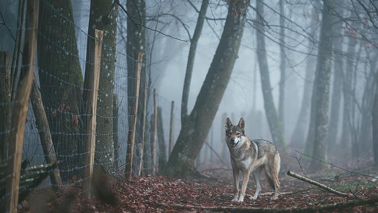 Ein Busfahrer hat zuletzt behauptet im Landkreis Haßberge einen Wolf gesehen zu haben. Wir haben beim Landesamt für Umwelt nachgefragt. Symbolbild: Tahoe Beetschen/unsplash.com