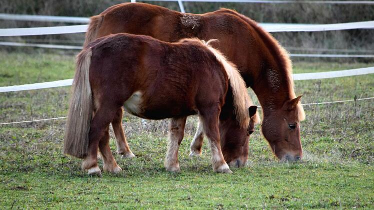 Glücklicherweise befanden sich die Pferde zu diesem Zeitpunkt auf der Koppel. Foto: Dieter Radziej