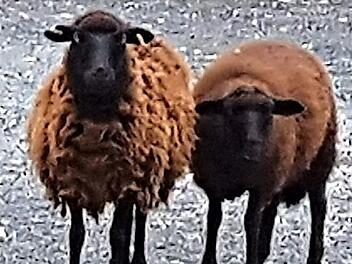 Mutter und Tochter beäugen den Fotografen skeptisch.  Foto: Jahn