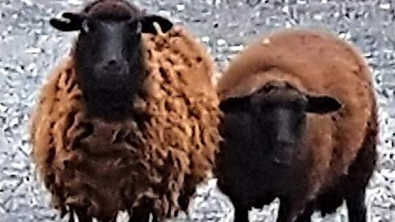Mutter und Tochter beäugen den Fotografen skeptisch.  Foto: Jahn