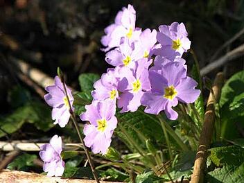 Die Sommerblumen blühen jetzt erst richtig auf. Deshalb lieber noch etwas warten mit dem Winterflor. Symbolfoto: Gabriele Hänseler
