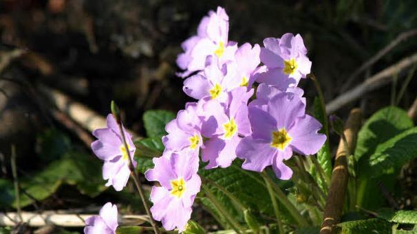 Die Sommerblumen blühen jetzt erst richtig auf. Deshalb lieber noch etwas warten mit dem Winterflor. Symbolfoto: Gabriele Hänseler