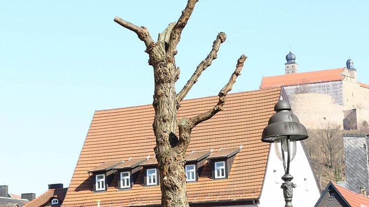 Radikal zurückgeschnitten wurde diese Robinie im Kressenstein. Fotos: Katrin Geyer