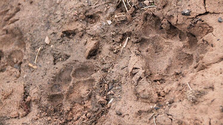 ... und dabei Spuren hinterlassen.