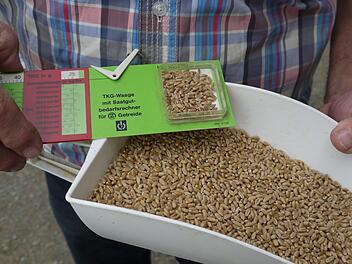 Die Weizenk&ouml;rner in der Tausendkorngewicht-Waage sind deutlich schrumpeliger als die Ernte aus dem Vorjahr (in der Schaufel). Foto: Rebecca Vogt