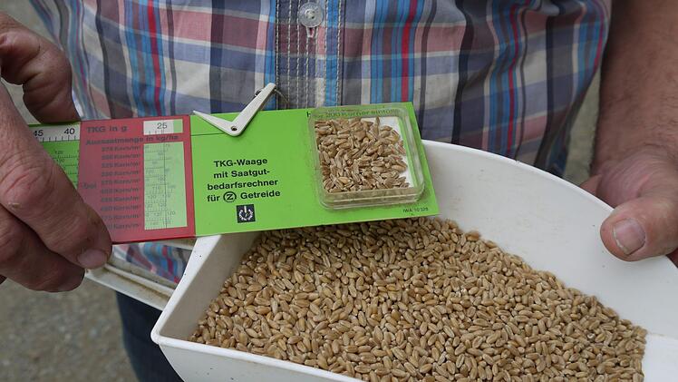 Die Weizenk&ouml;rner in der Tausendkorngewicht-Waage sind deutlich schrumpeliger als die Ernte aus dem Vorjahr (in der Schaufel). Foto: Rebecca Vogt