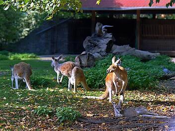 Im Tierpark Röhrensee warten neben heimischen Tierarten auch einige exotische auf dich - wie beispielsweise Kängurus.
