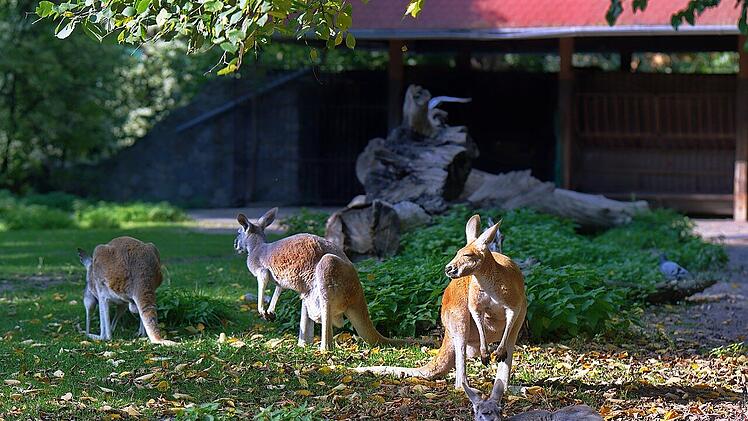 Im Tierpark Röhrensee warten neben heimischen Tierarten auch einige exotische auf dich - wie beispielsweise Kängurus.