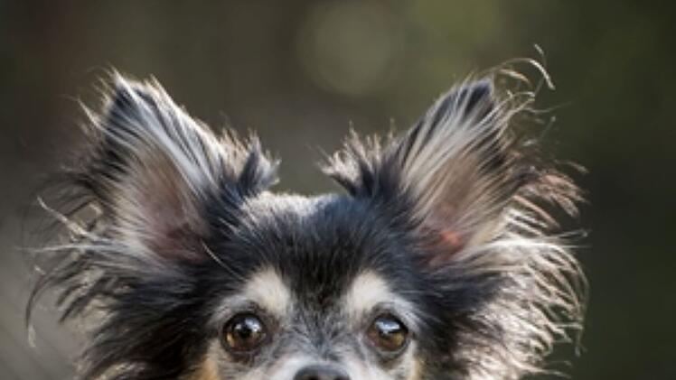 Tierheim Nürnberg: Vier Chihuahuas suchen neues Zuhause - Tierheim startet Aufruf