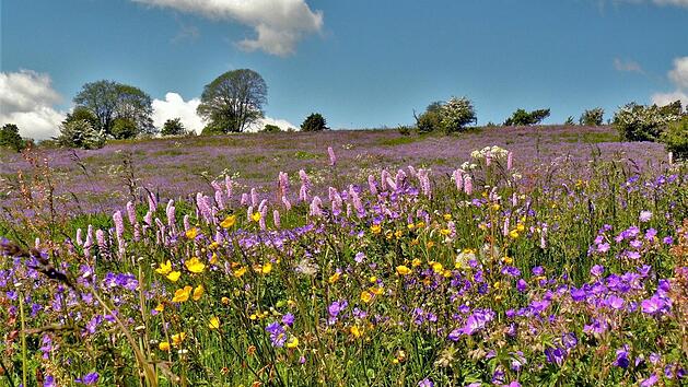 Eine wahre Explosion an Farben hat Friedrich M&auml;hrlein mit diesem Foto ei-ner Rh&ouml;ner Bergwiese eingefangen.