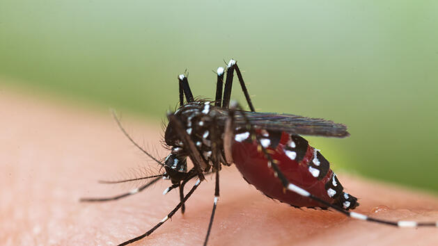 Asiatische Tigerm&uuml;cke: Schutz und Symptome