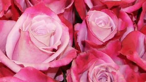 Der Klassiker, Rosen zu Valentinstag. Doch auch liebevoll gestaltete Cupcakes extra für diesen Tag sind beliebt.  Fotos: Lisa Kieslinger