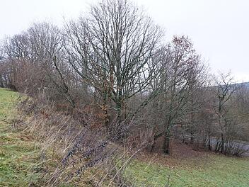 Alten Baubestand erhalten, den Hang vor Erosion schützen, Natur- und  Artenschutz: Die Liste der Gründe ist lang, warum sich Anwohner der  Feriensiedlung in Haselbach zu einer Bürgerinitiative zusammen geschlossen haben. Sie wollen verhindern, dass aus dem Gebiet zwischen  Osterburgstraße und Zinnenweg ein Baugebiet wird. Foto: Marion Eckert