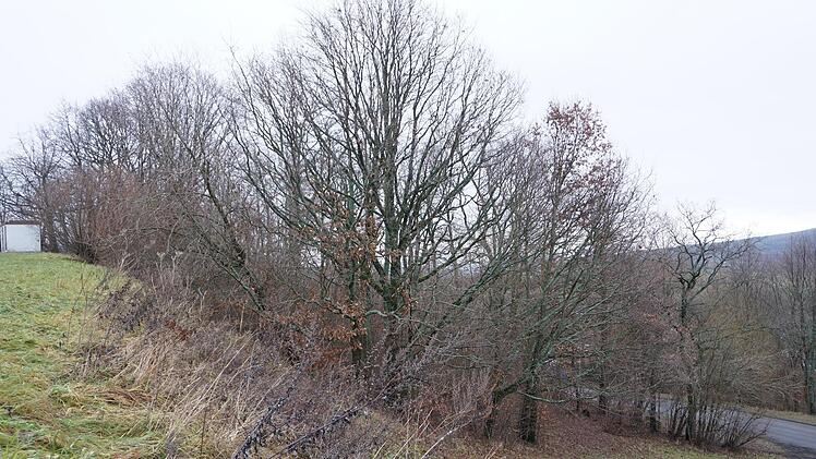 Alten Baubestand erhalten, den Hang vor Erosion schützen, Natur- und  Artenschutz: Die Liste der Gründe ist lang, warum sich Anwohner der  Feriensiedlung in Haselbach zu einer Bürgerinitiative zusammen geschlossen haben. Sie wollen verhindern, dass aus dem Gebiet zwischen  Osterburgstraße und Zinnenweg ein Baugebiet wird. Foto: Marion Eckert