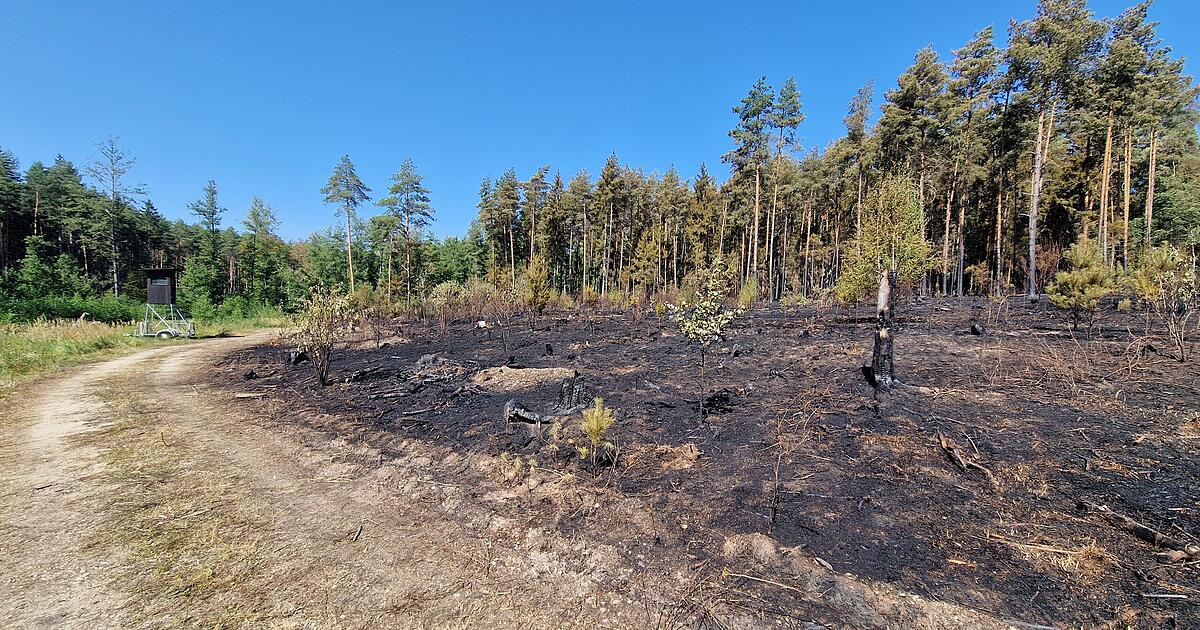 Forest fire near Oberhaid extinguished: Eight emergency personnel received ...