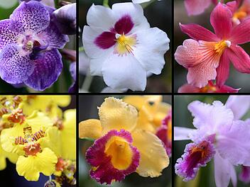 Welche Orchidee darf's denn sein? Auch Anfänger können die gar nicht so anspruchsvollen Pflanzen zum Blühen bringen. Archivfoto: dpa