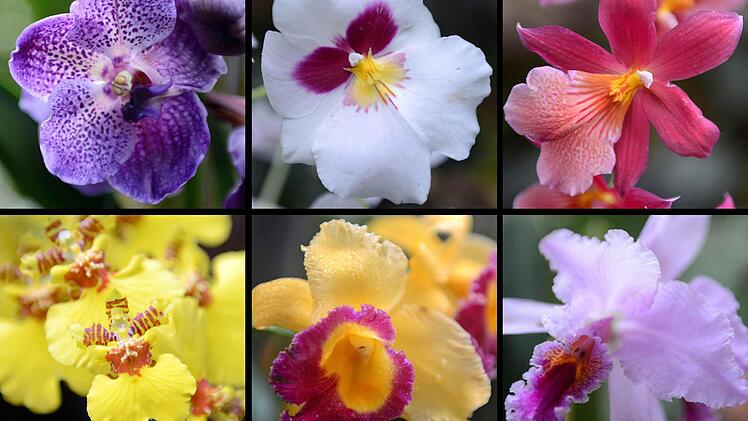 Welche Orchidee darf's denn sein? Auch Anfänger können die gar nicht so anspruchsvollen Pflanzen zum Blühen bringen. Archivfoto: dpa