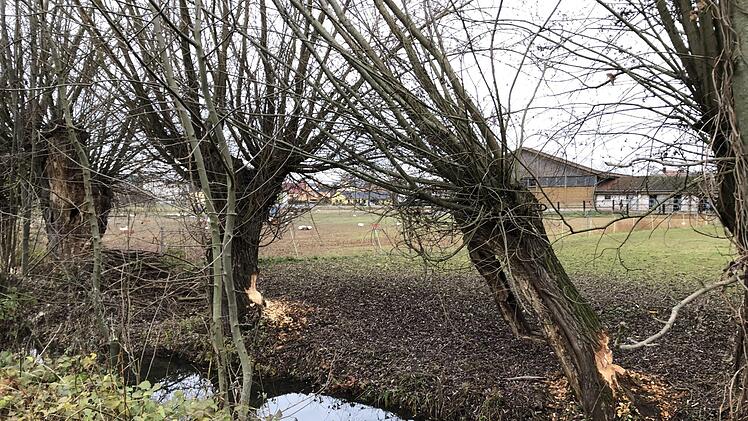 Der Biber ist am Kreuzbach bei Poxdorf aktiv. Foto: Dagmar Niemann