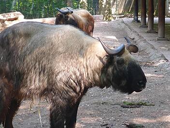 Takin-Bulle "Obelix" Foto: Tiergarten Nürnberg