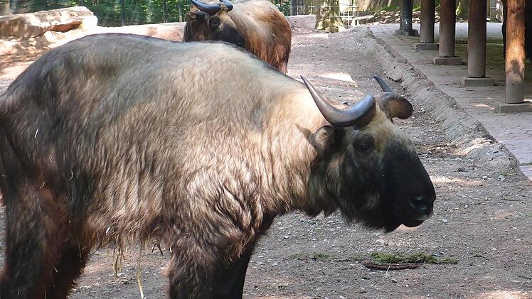 Takin-Bulle "Obelix" Foto: Tiergarten Nürnberg
