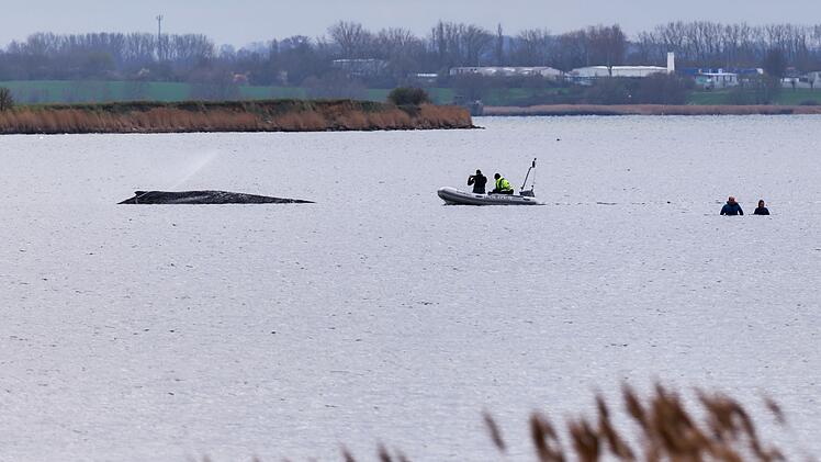 Buckelwal liegt weiter in Wismarbucht