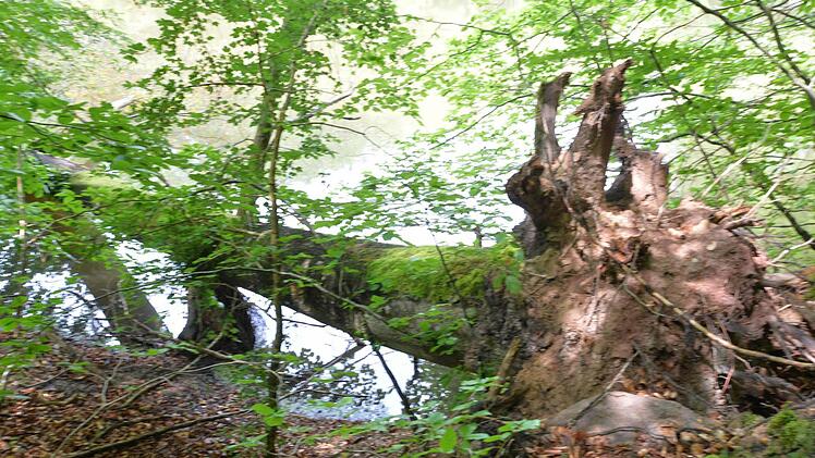 Geschützt - nicht geschützt - doch geschützt? Vor lauter Buchen ist der Steigerwald oft nicht mehr klar zu sehen. Foto: Ronald Rinklef