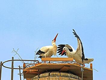Freuen sich, wenn sie sich wiedersehen und über einen neuen Horst auf dem Dach eines ausgedienten Schlotes bei Rossach: die zwei Störche, die sich lange Zeit in Scherneck aufhielten. Foto: Hans-Peter Schönecker