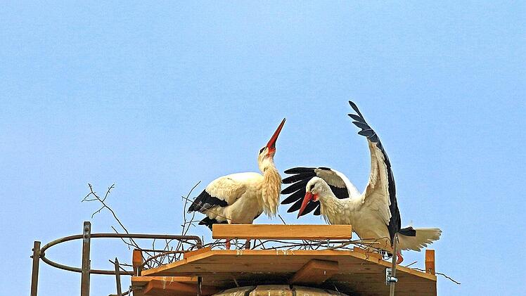 Freuen sich, wenn sie sich wiedersehen und über einen neuen Horst auf dem Dach eines ausgedienten Schlotes bei Rossach: die zwei Störche, die sich lange Zeit in Scherneck aufhielten. Foto: Hans-Peter Schönecker