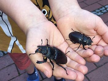 Zwei HirschkäferFotos: privat