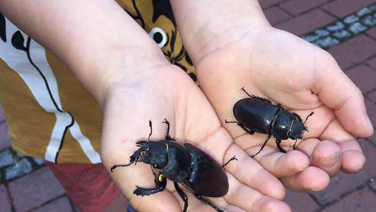 Zwei HirschkäferFotos: privat