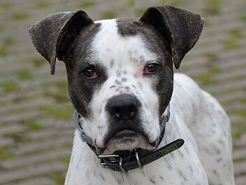 Tierheim Bamberg: Hund Kalle musste Zuhause wegen Kindern verlassen