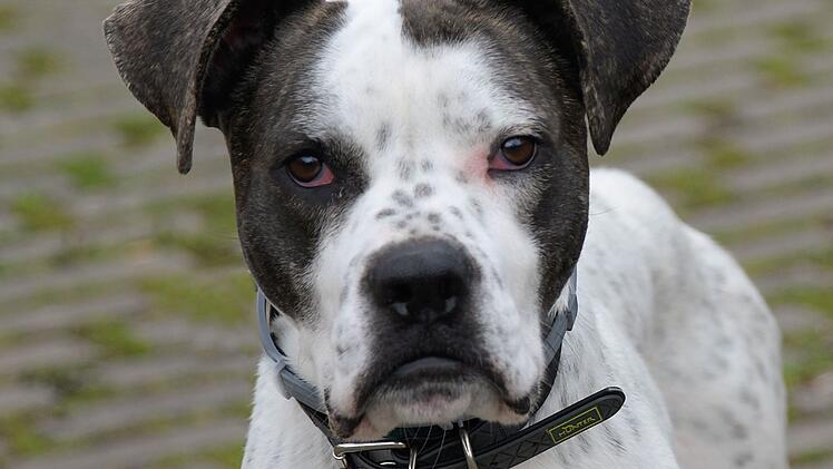 Tierheim Bamberg: Hund Kalle musste Zuhause wegen Kindern verlassen