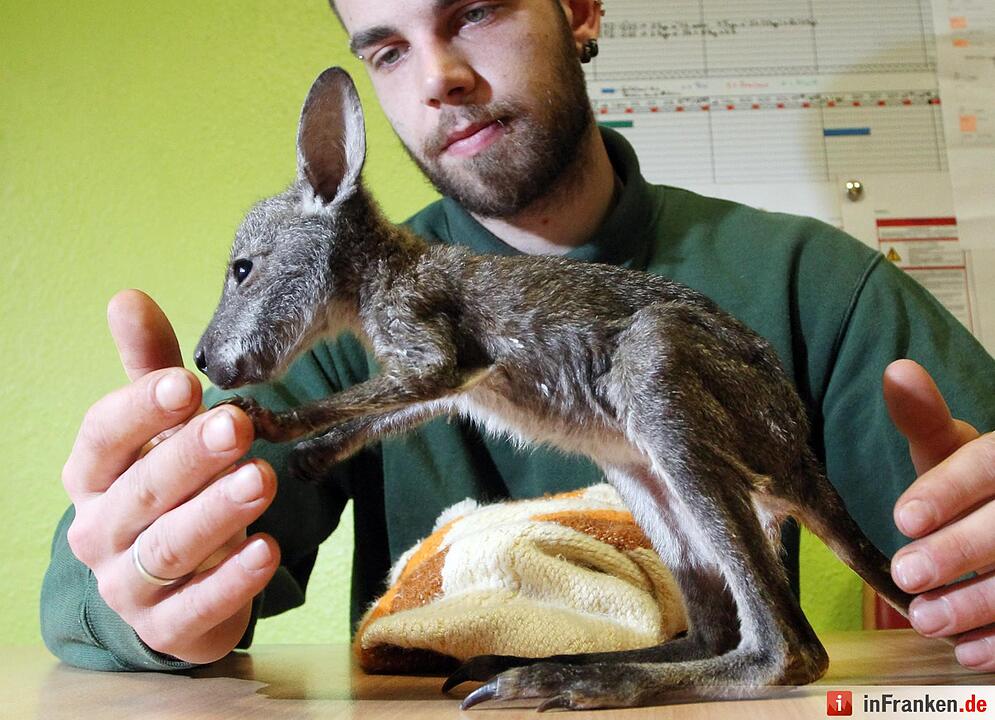 Kängurubaby im Tierpark Köthen