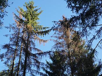Trockenheit und Käferbefall führten auch im Gemeindewald von  Oberleichtersbach Schäden an Fichten. Foto: Marion Eckert