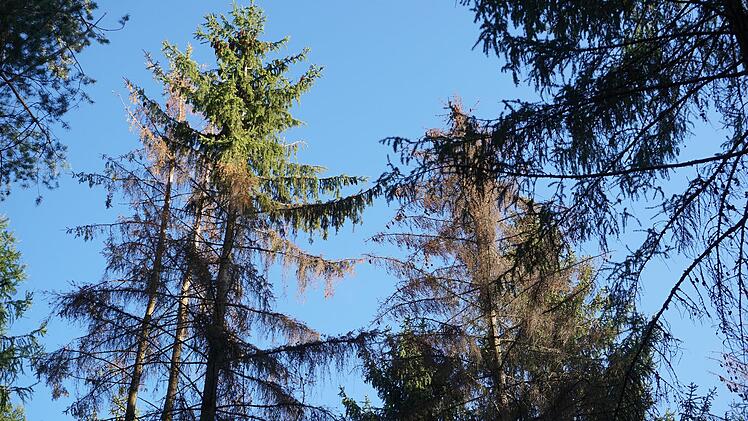 Trockenheit und Käferbefall führten auch im Gemeindewald von  Oberleichtersbach Schäden an Fichten. Foto: Marion Eckert