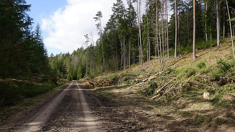 Im oberen Bereich des Liesbachtals ist schon zu sehen, wie der Waldrand  aufgeweitet wurde, um unterschiedliche Lebensräume anzulegen. Foto:  Marion Eckert
