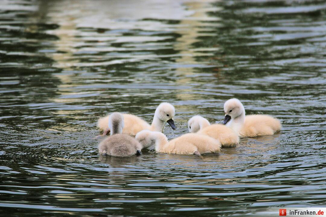 Schwanennachwuchs auf der Erba-Insel in Bamberg