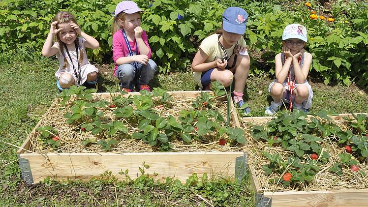 Die Belohnung wartet - die Kinder dürfen nach getaner Arbeit Erdbeeren "ernten". Foto: Peter Klopf
