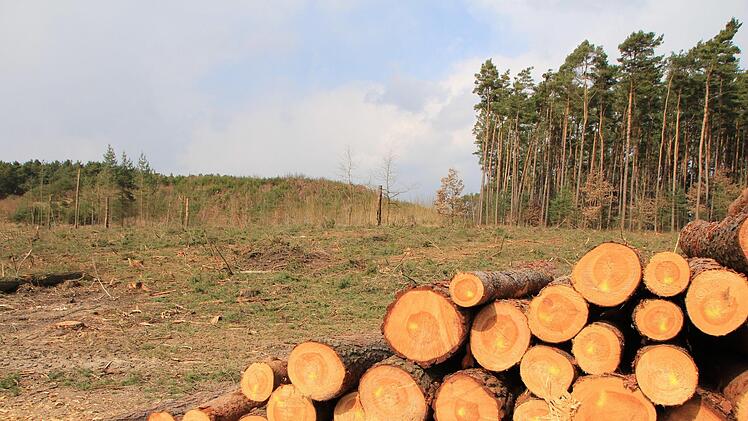 Das Holz in Röttenbach macht Platz für Gewerbe.  Foto: Andreas Dorsch