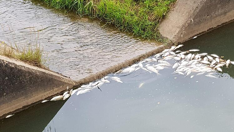Das Wasser war sauber, die Fische tot - ein Rätsel.