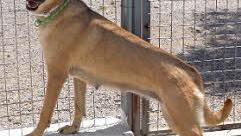 Joana sucht ein Zuhause. Foto: privat