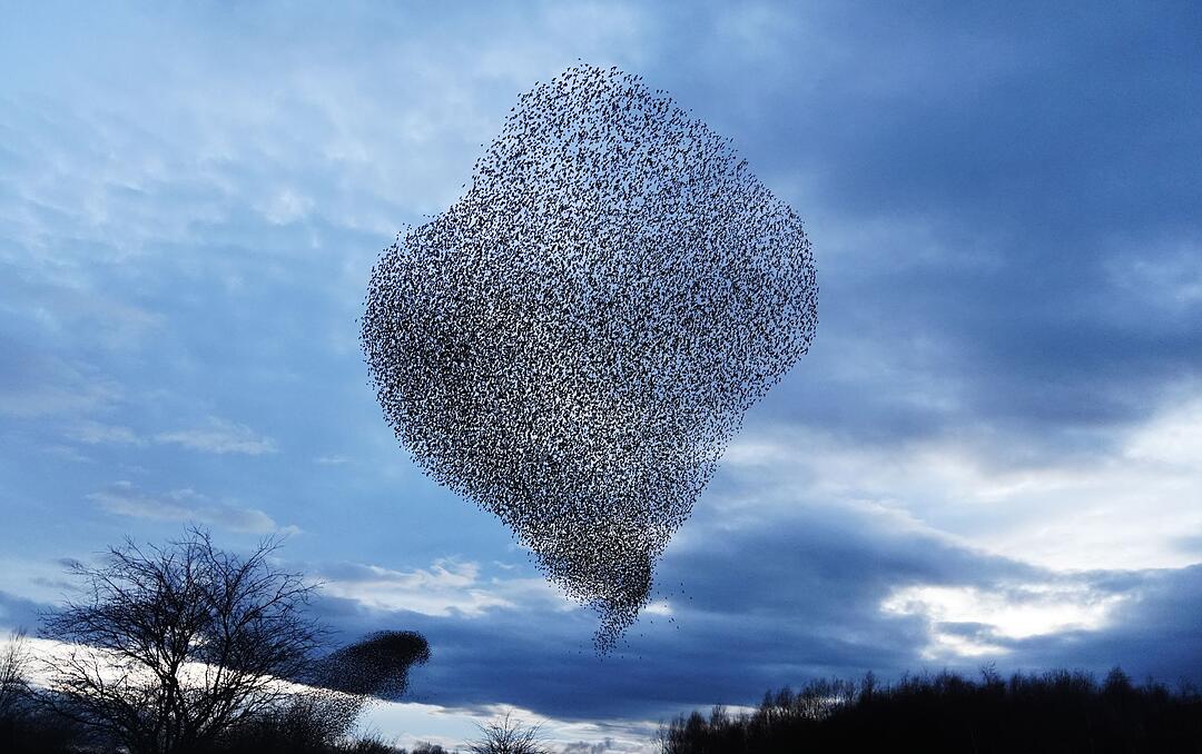 Wetter in Gro&szlig;britannien - Starenschwarm
