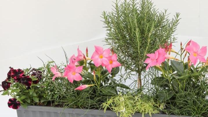 Liebeslocken (das gedrehte Gras vorn) und Rosmarinstämmchen ergeben eine extravagante Kombination. Foto: Barbara Herbst