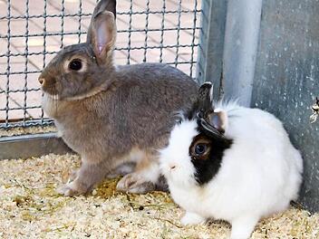Nicki und M&auml;dchen hoffen auf ein neues Zuhause. Foto: Tierheim Bamberg