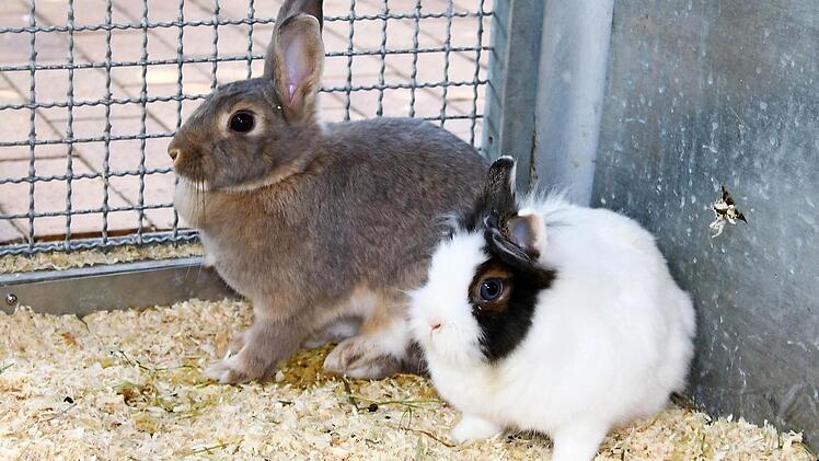 Nicki und M&auml;dchen hoffen auf ein neues Zuhause. Foto: Tierheim Bamberg