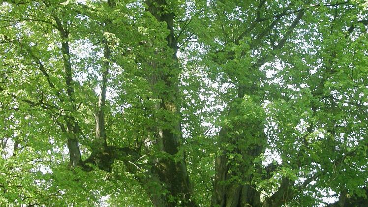Diese 800 Jahre alte Linde steht in Thundorf.  Foto: Philipp Bauernschubert
