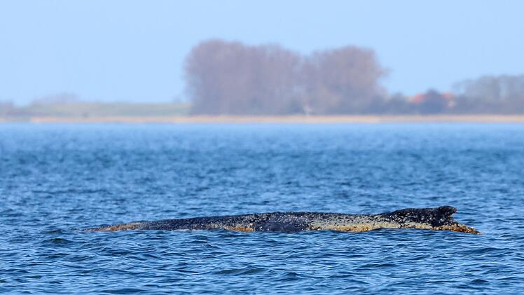 Buckelwal liegt weiter in Wismarbucht