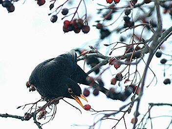 Eine Amsel auf Beeren-Beutezug Foto: Roland Schönmüller