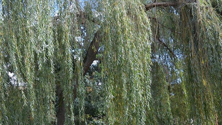Am Wiwaweiher in Herzogenaurach wurde eine Weide gestutzt.  Fotos: Bernhard Panzer, Michael Busch, Richard S&auml;nger, Feuerwehr